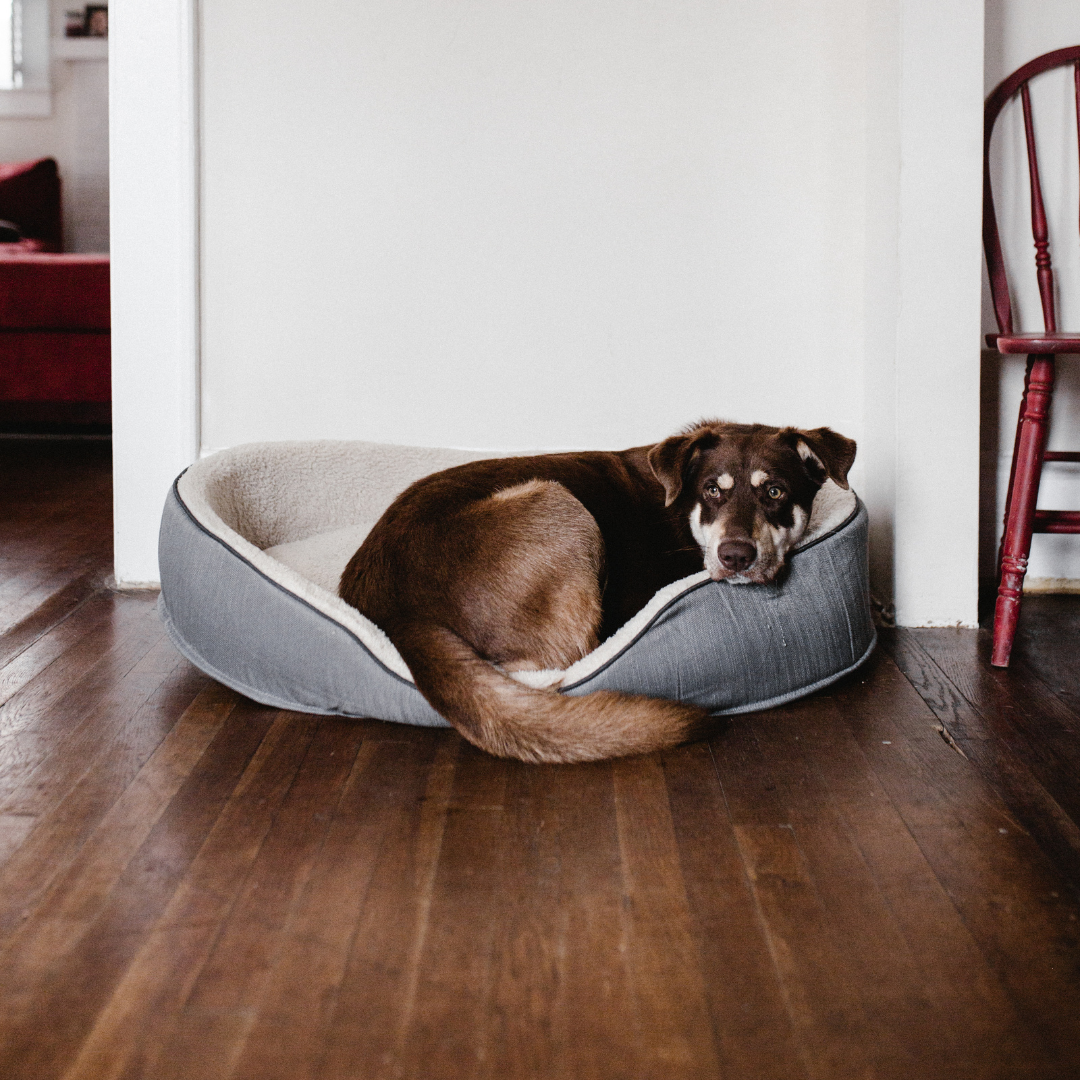Pet Beds & Furniture