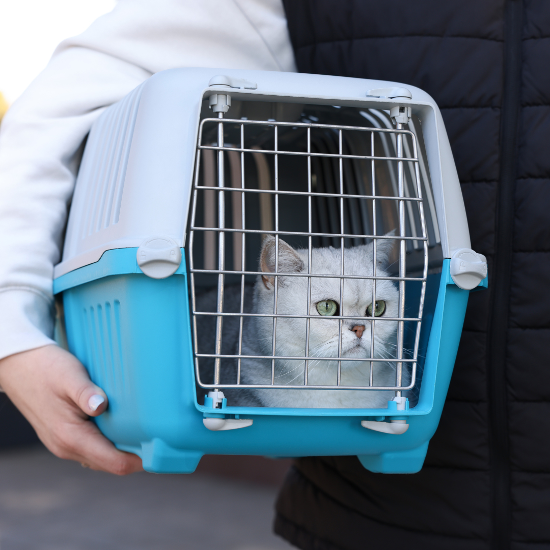 Pet Travel & Safety
