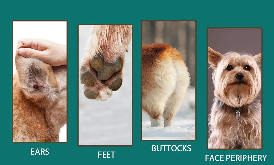 USB Rechargeable Professional Pet Hair Clipper